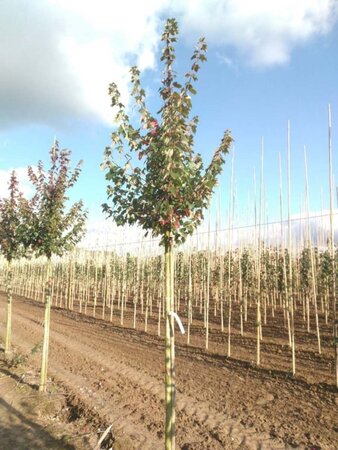 Acer rubrum 'Sun Valley' 10-12 Hoogstam wortelgoed - afbeelding 1