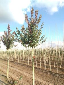 Acer rubrum 'Sun Valley' 12-14 Hoogstam wortelgoed 2 X verplant