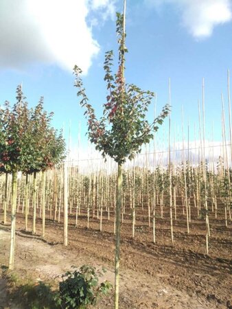 Acer rubrum 'Sun Valley' 8-10 Hoogstam wortelgoed - afbeelding 4