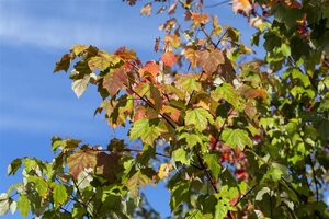 Acer rubrum 10-12 Hoogstam wortelgoed - afbeelding 1