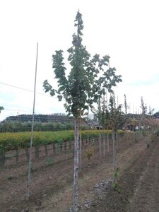 Acer rubrum 10-12 Hoogstam wortelgoed - afbeelding 5