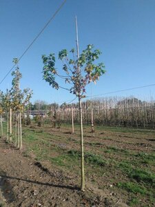 Acer rubrum 14-16 Hoogstam wortelgoed 2 X verplant - afbeelding 4