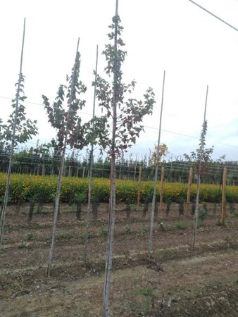 Acer rubrum 8-10 Hoogstam wortelgoed - afbeelding 4