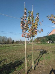 Acer rubrum 8-10 Hoogstam wortelgoed - afbeelding 5