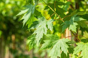 Acer saccharinum 10-12 Hoogstam draadkluit - afbeelding 2