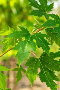 Acer saccharinum 10-12 Hoogstam draadkluit - afbeelding 3