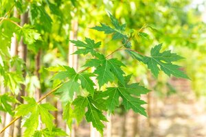 Acer saccharinum 10-12 Hoogstam draadkluit - afbeelding 4