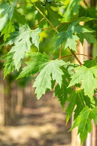 Acer saccharinum 10-12 Hoogstam draadkluit - afbeelding 5