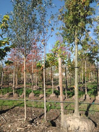 Acer saccharinum 12-14 Hoogstam draadkluit 2 X verplant - afbeelding 1