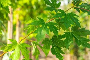 Acer saccharinum 12-14 Hoogstam draadkluit 2 X verplant - afbeelding 6