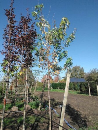 Acer saccharinum 14-16 Hoogstam draadkluit 3 X verplant - afbeelding 1