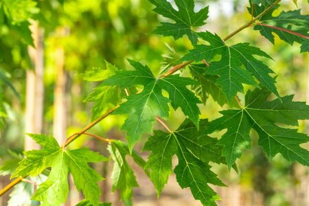 Acer saccharinum 80-120 cm wortelgoed 2-jarig verplante zaailin - afbeelding 5