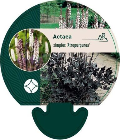 Actaea simp. 'Atropurpurea' geen maat specificatie 0,55L/P9cm - afbeelding 1