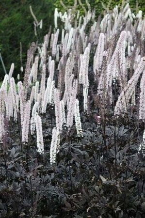 Actaea simp. 'Atropurpurea' geen maat specificatie 0,55L/P9cm - afbeelding 2