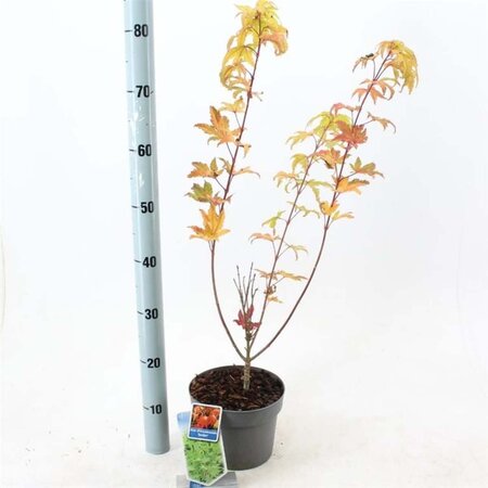 Acer shirasawanum 'Jordan' 40-50 cm cont. 3,0L - afbeelding 2