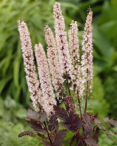 Actaea simp. 'Pink Spike' geen maat specificatie 0,55L/P9cm - afbeelding 3