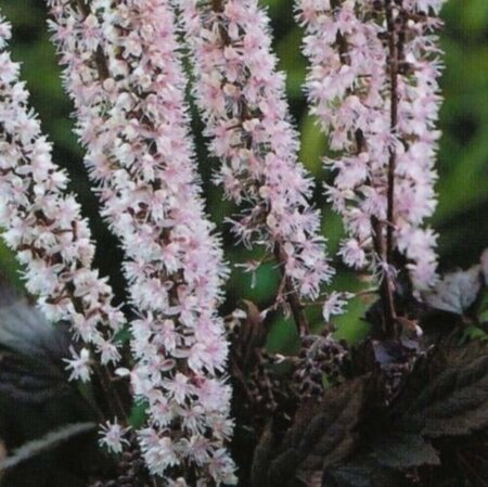 Actaea simp. 'Pink Spike' geen maat specificatie 0,55L/P9cm - afbeelding 1