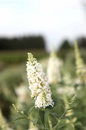 Actaea simp. 'White Pearl' geen maat specificatie 0,55L/P9cm - afbeelding 1