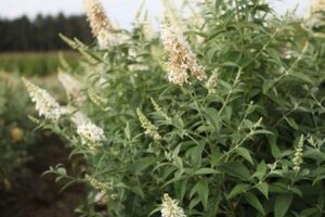 Actaea simp. 'White Pearl' geen maat specificatie 0,55L/P9cm - afbeelding 2