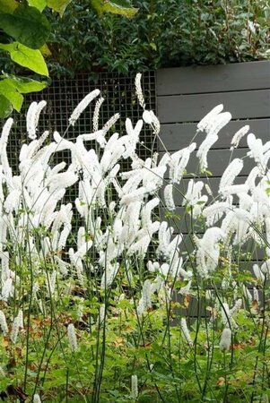 Actaea simp. 'White Pearl' geen maat specificatie 0,55L/P9cm - afbeelding 4