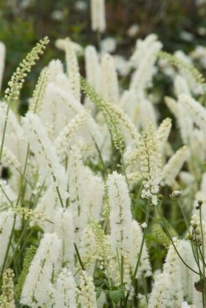 Actaea simp. 'White Pearl' geen maat specificatie 0,55L/P9cm - afbeelding 5