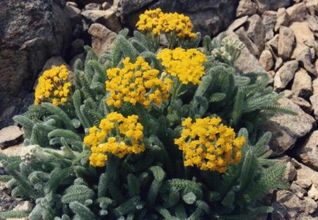 Achillea tomentosa 'Aurea' geen maat specificatie 0,55L/P9cm - afbeelding 1