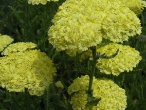 Achillea 'Taygetea' geen maat specificatie 0,55L/P9cm