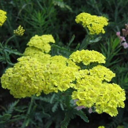 Achillea 'Taygetea' geen maat specificatie 0,55L/P9cm - image 1