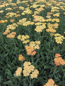 Achillea 'Terracotta' geen maat specificatie 0,55L/P9cm - afbeelding 4