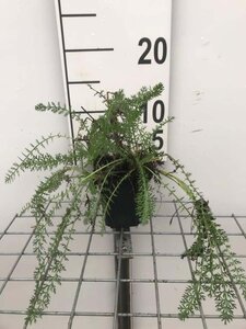 Achillea 'Terracotta' geen maat specificatie 0,55L/P9cm - afbeelding 10