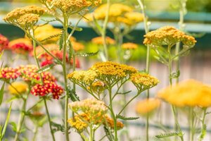 Achillea 'Terracotta' geen maat specificatie 0,55L/P9cm - afbeelding 1