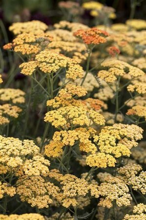 Achillea 'Terracotta' geen maat specificatie 0,55L/P9cm - afbeelding 2