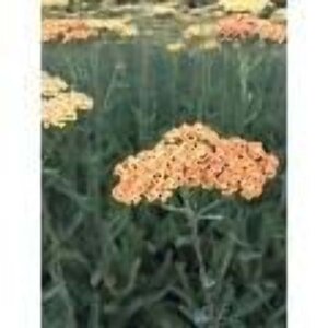 Achillea 'Terracotta' geen maat specificatie 0,55L/P9cm - afbeelding 5