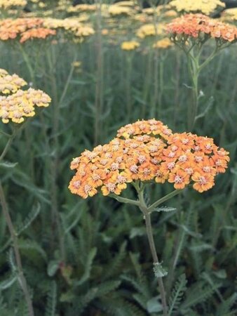 Achillea 'Terracotta' geen maat specificatie 0,55L/P9cm - afbeelding 6