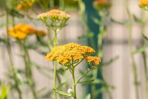 Achillea 'Terracotta' geen maat specificatie 0,55L/P9cm - afbeelding 3