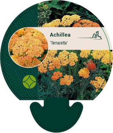 Achillea 'Terracotta' geen maat specificatie 0,55L/P9cm - afbeelding 8