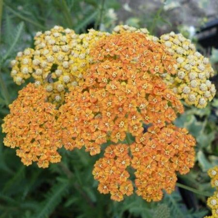 Achillea 'Terracotta' geen maat specificatie 0,55L/P9cm - afbeelding 9