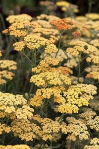 Achillea 'Terracotta' geen maat specificatie 0,55L/P9cm - image 9