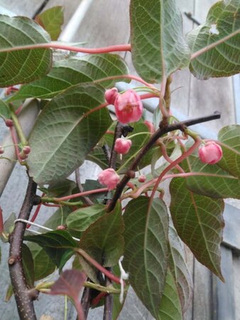 Actinidia tetramera maloides 70 cm vierkant 2L - afbeelding 1