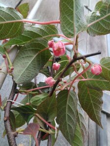 Actinidia tetramera maloides 70 cm vierkant 2L - afbeelding 1