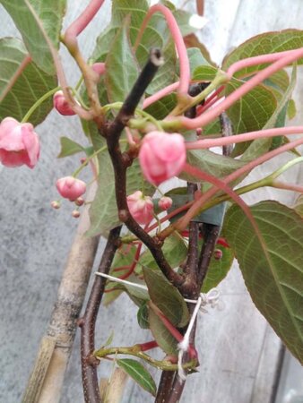 Actinidia tetramera maloides 70 cm vierkant 2L - afbeelding 2