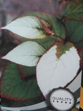 Actinidia tetramera maloides 70 cm vierkant 2L - afbeelding 3