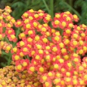 Achillea 'Walther Funcke' geen maat specificatie 0,55L/P9cm
