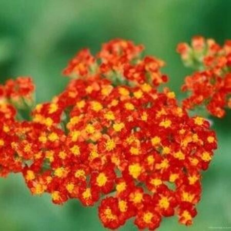 Achillea 'Walther Funcke' geen maat specificatie 0,55L/P9cm - afbeelding 2