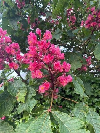 Aesculus carnea 'Briotii' 10-12 Hoogstam draadkluit - afbeelding 3