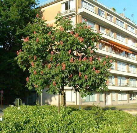 Aesculus carnea 'Briotii' 10-12 Hoogstam wortelgoed - afbeelding 5