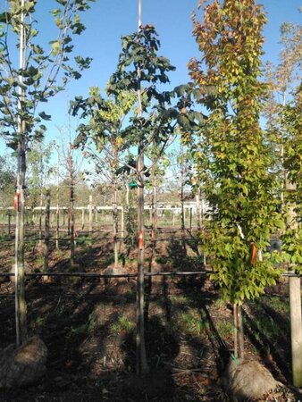 Aesculus carnea 'Briotii' 12-14 Hoogstam draadkluit 2 X verplant - afbeelding 4