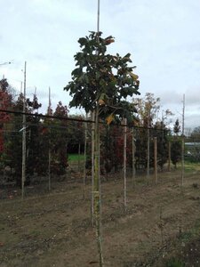 Aesculus carnea 'Briotii' 12-14 Hoogstam wortelgoed 2 X verplant - afbeelding 6