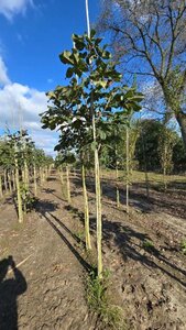 Aesculus carnea 'Briotii' 12-14 Hoogstam wortelgoed 2 X verplant - afbeelding 2