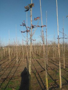 Aesculus carnea 'Briotii' 12-14 Hoogstam wortelgoed 2 X verplant - afbeelding 4